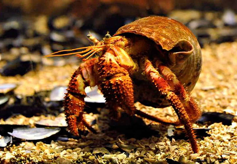 Hermit Crabs â Detailed Guide: Care, Diet, and Breeding - Shrimp and Snail Breeder, HD wallpaper